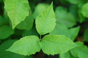 Poison-Ivy–clusters-of-three-broad-leaves.